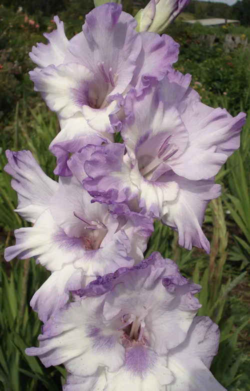 Гладиолус гибридный Blue Frost Гладиолус гибридный Blue Frost