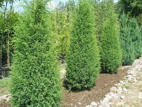 Можжевельник Cracovica Можжевельник Cracovica