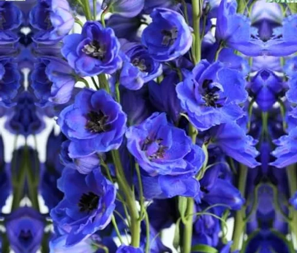 Дельфиниум (живокость) высокий Delphi's Hollands Glorie Дельфиниум (живокость) высокий Delphi's Hollands Glorie