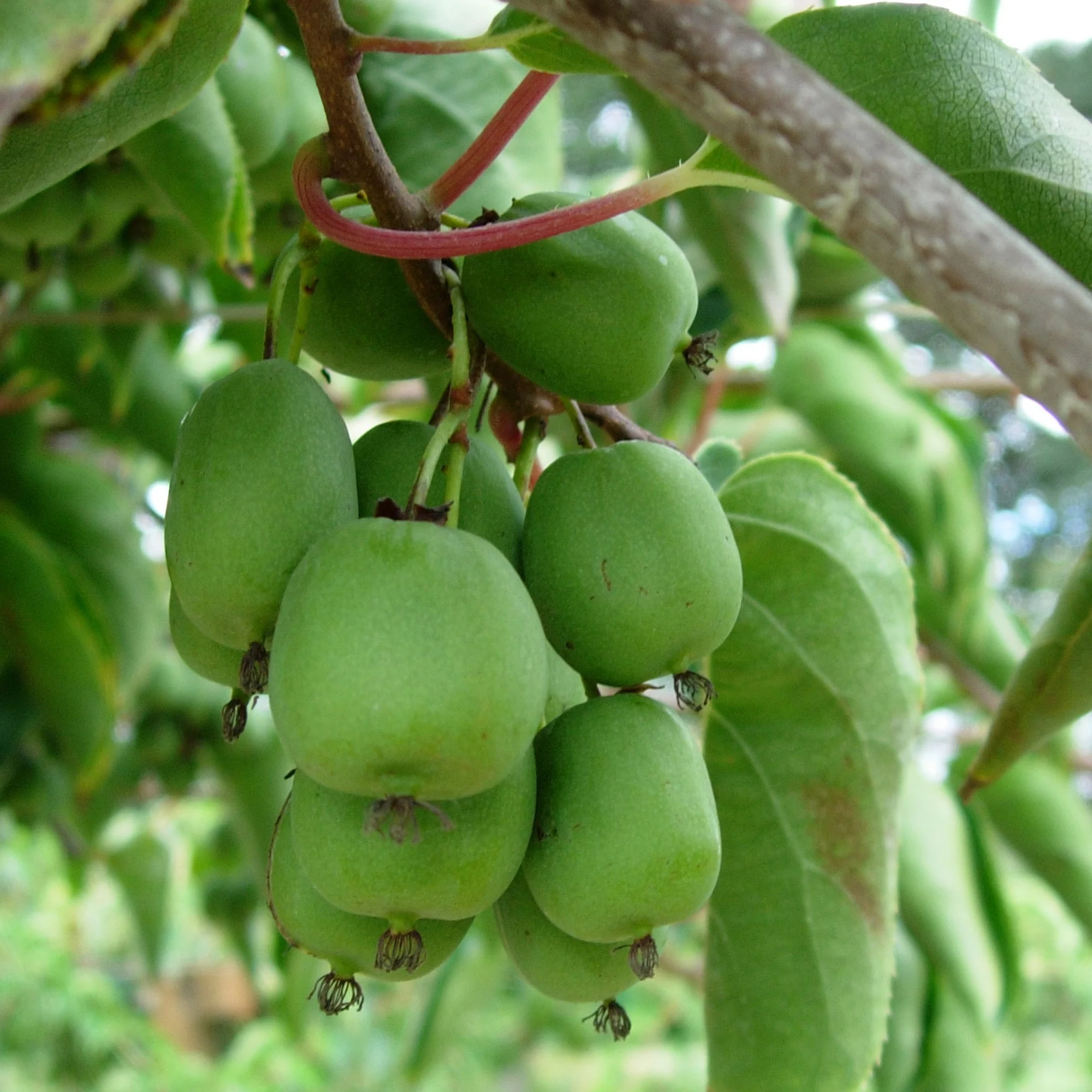 Актинидия Аргута Issai Актинидия Аргута Issai