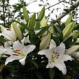 Лилия восточная Астериан
