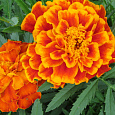 Бархатцы отклоненные махровые Двухцветный гигант Бархатцы отклоненные махровые Двухцветный гигант