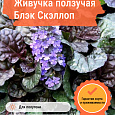 Живучка ползучая Блэк Скэллоп