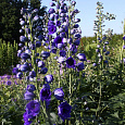 Дельфиниум (живокость) высокий Delphi's Hollands Glorie Дельфиниум (живокость) высокий Delphi's Hollands Glorie