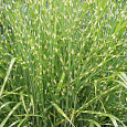 Мискантус китайский Zebrinus