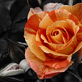 Роза Чайно-гибридная Orange Intuition Роза Чайно-гибридная Orange Intuition