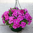 Петуния грандифлора Эспрессо Грандэ Пинк Петуния грандифлора Эспрессо Грандэ Пинк