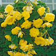 Бегония ампельная Йеллоу
