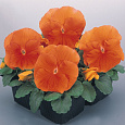 Виола крупноцветковая Селло Пьюр Дип Оранж Виола крупноцветковая Селло Пьюр Дип Оранж