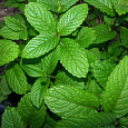 Мята колосистая Spearmint Мята колосистая Spearmint