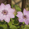 Клематис крупноцветковый Моника Клематис крупноцветковый Моника
