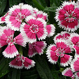 Гвоздика Китайская Грация
