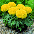Бархатцы прямостоячие Антигуа Голд Бархатцы прямостоячие Антигуа Голд