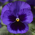 Виола ампельная Вондерфол Блю Виз Блотч