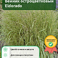 Вейник остроцветковый Eldorado