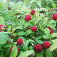 Малина земляничная (тибетская) Малина земляничная (тибетская)