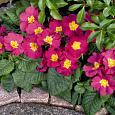 Примула высокая Крещендо Беллароза Примула высокая Крещендо Беллароза