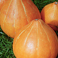 Тыква крупноплодная Россиянка Тыква крупноплодная Россиянка