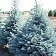 Ель колючая Мисти Блю