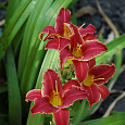 Лилейник гибридный Эйни Фенфайр Лилейник гибридный Эйни Фенфайр