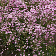 Гипсофила метельчатая Пинк Фестиваль Гипсофила метельчатая Пинк Фестиваль