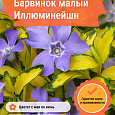 Барвинок малый Иллюминейшн