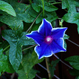Ипомея Пикоти синяя Ипомея Пикоти синяя