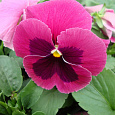 Виола крупноцветковая Экстрада Пинк виз Блотч Виола крупноцветковая Экстрада Пинк виз Блотч
