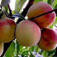Персик  Гринсборо