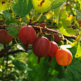 Крыжовник Белорусский красный