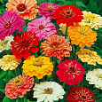Цинния Гиганты Бенари Микс Цинния Гиганты Бенари Микс