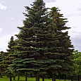 Ель обыкновенная Ель обыкновенная