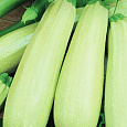 Кабачок Обыкновенный F1 Белогор Кабачок Обыкновенный F1 Белогор