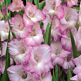 Гладиолус гибридный Beauty of Holland Гладиолус гибридный Beauty of Holland