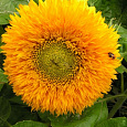 Подсолнечник однолетний Солнышко