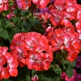 Пеларгония зональная Нано Скарлет Биколор