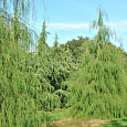 Кипарисовик лавсона Imbricata Pendula