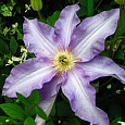 Клематис крупноцветковый Анна Герман Клематис крупноцветковый Анна Герман