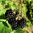 Ежевика садовая Гималаи Ежевика садовая Гималаи