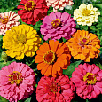 Цинния лиллипут Смесь окрасок Цинния лиллипут Смесь окрасок