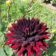 Георгина Полукактусовая Блэк Визард