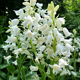 Гиацинтоидес  White