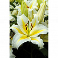 Лилия восточная горшечная Люция Лилия восточная горшечная Люция