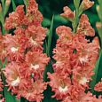 Гладиолус гибридный Frizzle coral lace Гладиолус гибридный Frizzle coral lace