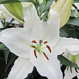 Лилия восточная горшечная Тру Эмоушн Лилия восточная горшечная Тру Эмоушн