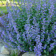 Котовник Фассена Light blue