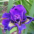 Ирис сибирский Каблуе Ирис сибирский Каблуе