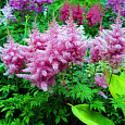 Астильба гибридная Purpurea Elegans