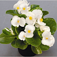 Бегония вечноцветущая зеленолистная Спринт Плюс Вайт Бегония вечноцветущая зеленолистная Спринт Плюс Вайт