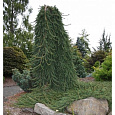 Ель обыкновенная Фрохбург Ель обыкновенная Фрохбург